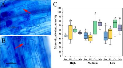 Nutrients Regulate the Effects of Arbuscular Mycorrhizal Fungi on the Growth and Reproduction of Cherry Tomato